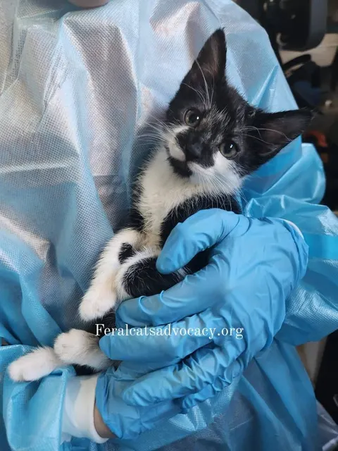 Photo from Mission Meow's post "Feral Cats Advocacy"