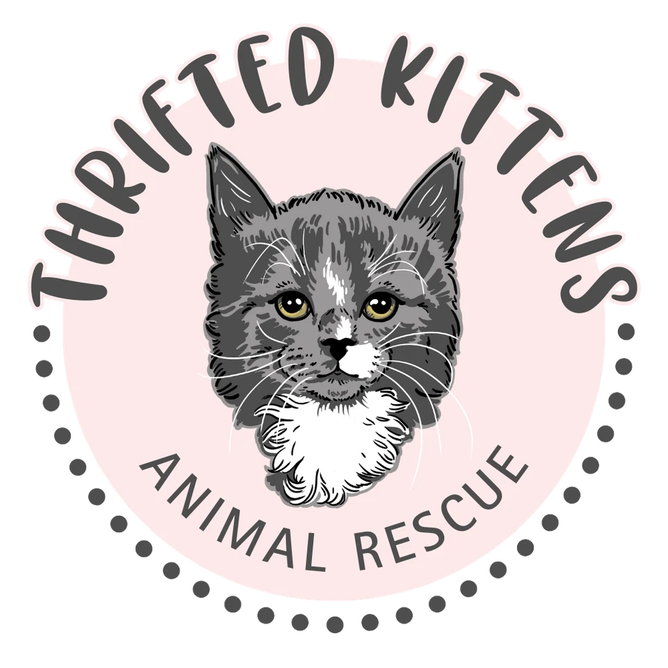 Thrifted Kittens Animal Rescue