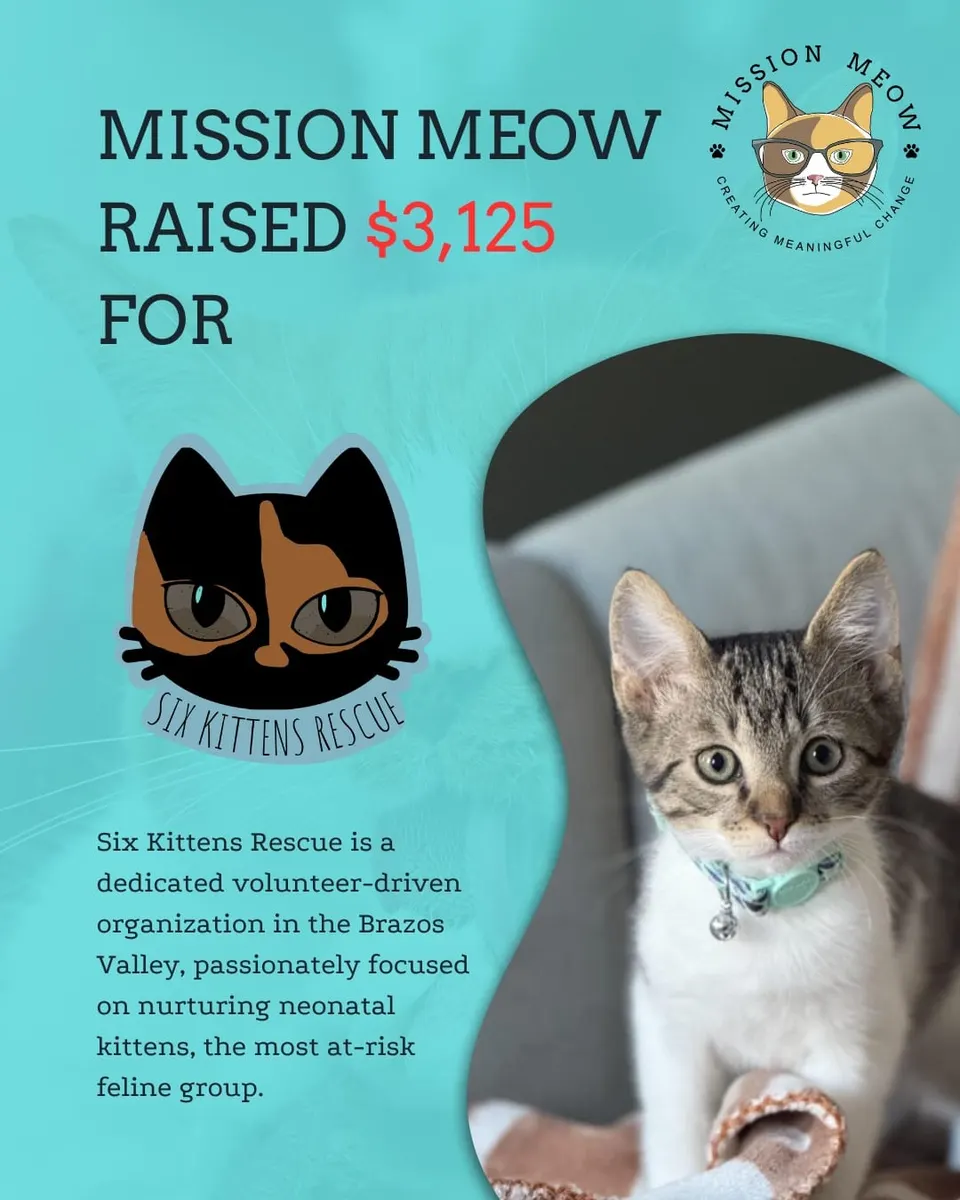 Six Kittens Rescue's Mission Meow grant announcement