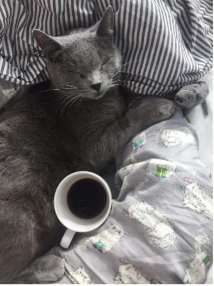 Photo from Mission Meow's post "Henry Noodle"