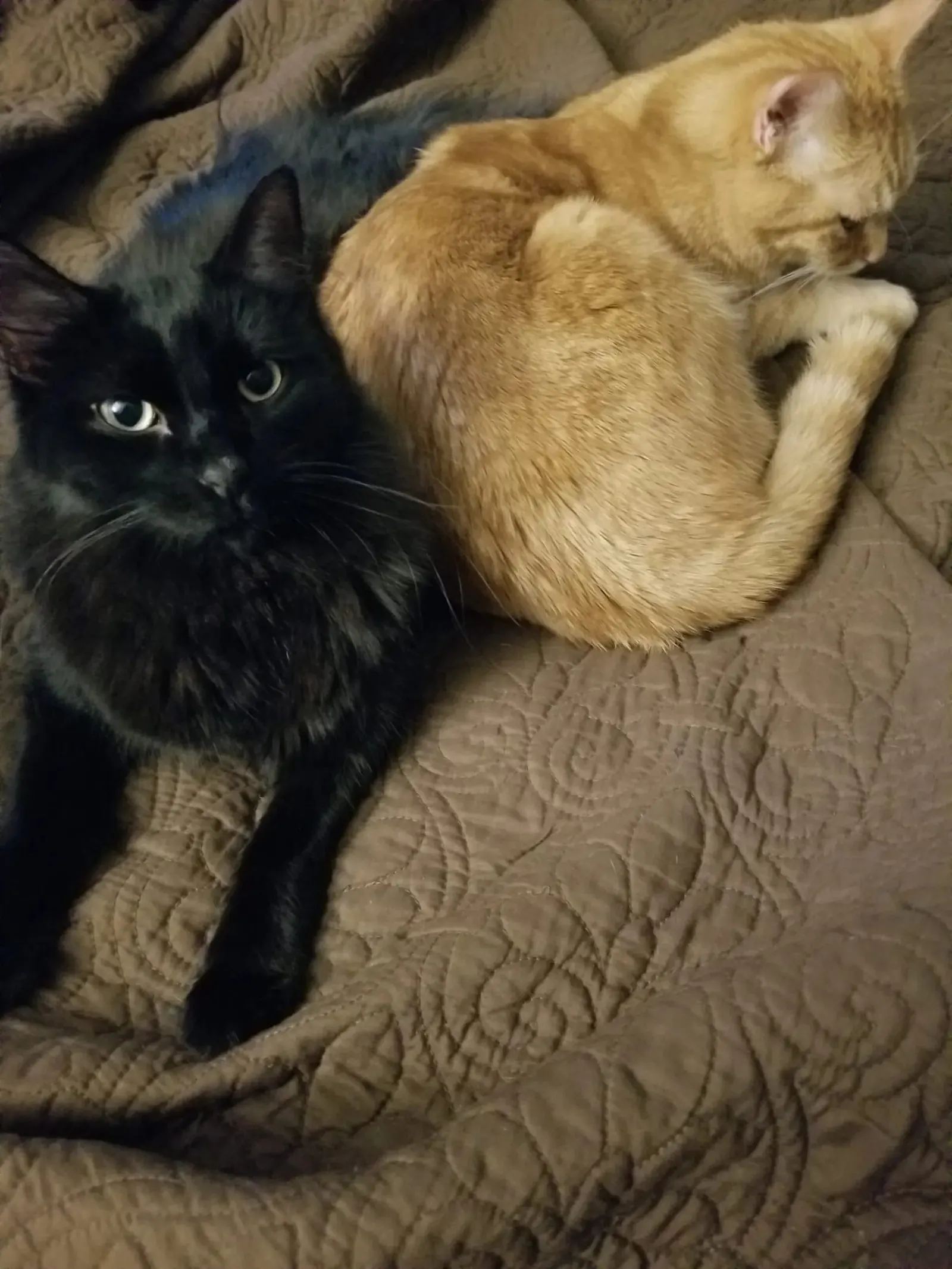 Photo from Mission Meow's post "The Crocheting Cat Behaviorist"