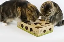 Photo from Mission Meow's post "Cat Amazing!"