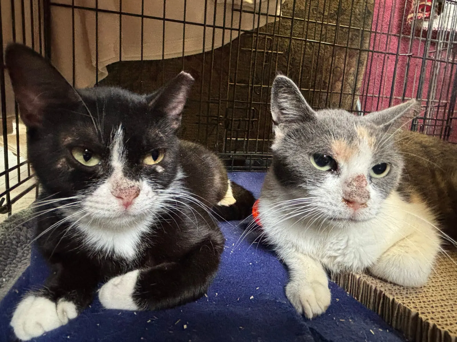 Photo from Mission Meow's post "From Texas Floodwaters to Second Chances"