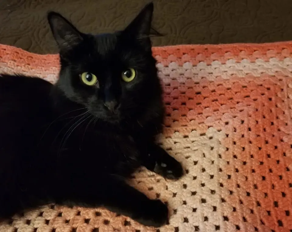 Photo from Mission Meow's post "The Crocheting Cat Behaviorist"