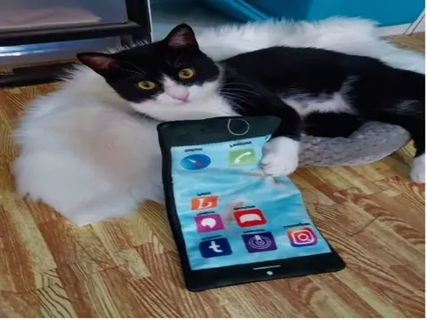 Photo from Mission Meow's post "Purrsonified"