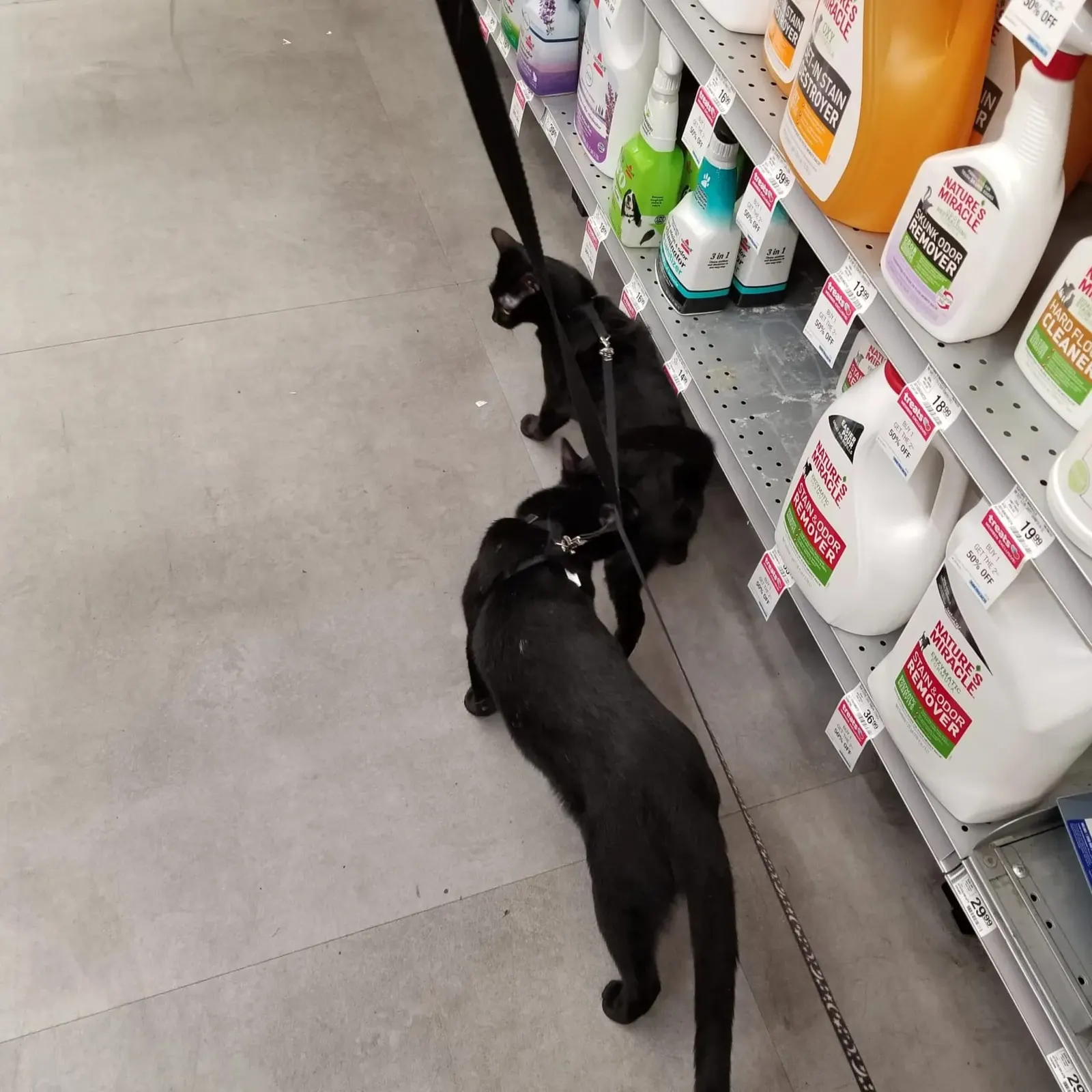 Photo from Mission Meow's post "The Crocheting Cat Behaviorist"