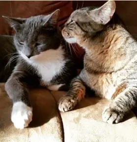 Photo from Mission Meow's post "Cat Amazing!"