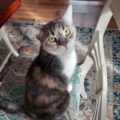 Photo from Mission Meow's post "Purrsonified"