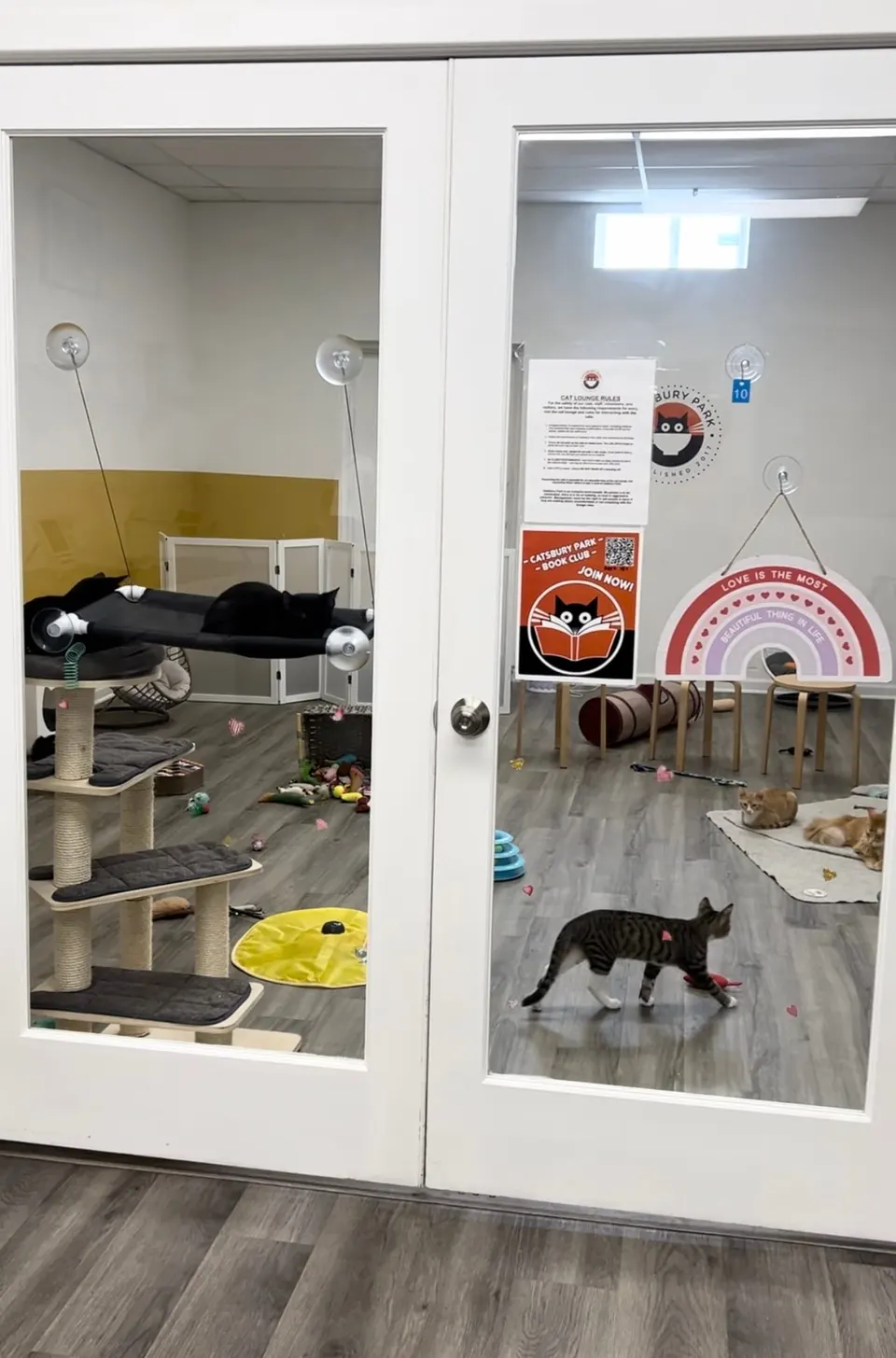 A bright cat room seen through glass doors, with cat trees and a cat crossing the floor