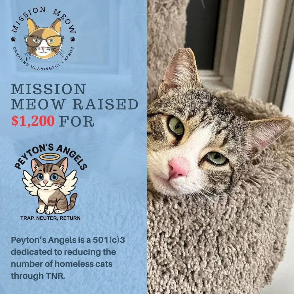 Peyton's Angels Worldwide's Mission Meow grant announcement