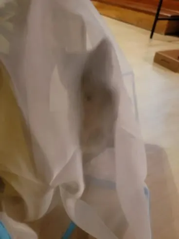 Photo from Mission Meow's post "Sheer Fun for Cats is Pure Fun"