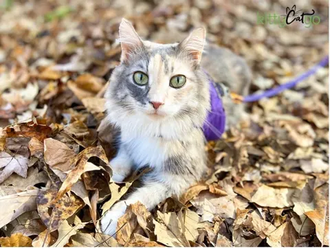 Photo from Mission Meow's post "KittyCatGo"