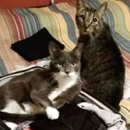 Photo from Mission Meow's post "Cat Amazing!"