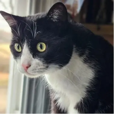 Photo from Mission Meow's post "Purrsonified"