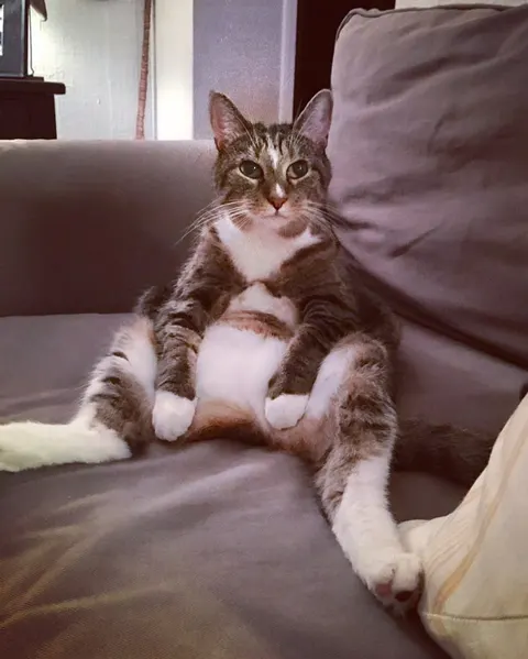 Marlin, a tabby-and-white cat, sitting upright on a gray sofa like a little Buddha, front paws resting on his white belly
