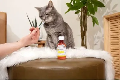 Photo from Mission Meow's post "Mixlab"
