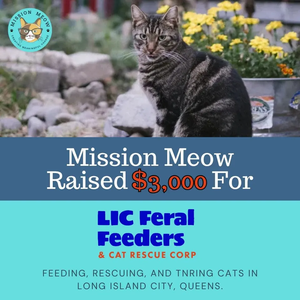 LIC Feral Feeders & Cat Rescue Corp's Mission Meow grant announcement