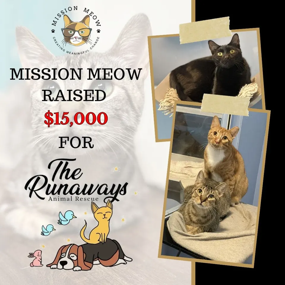 The Runaways Animal Rescue's Mission Meow grant announcement