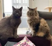 Photo from Mission Meow's post "Henry Noodle"