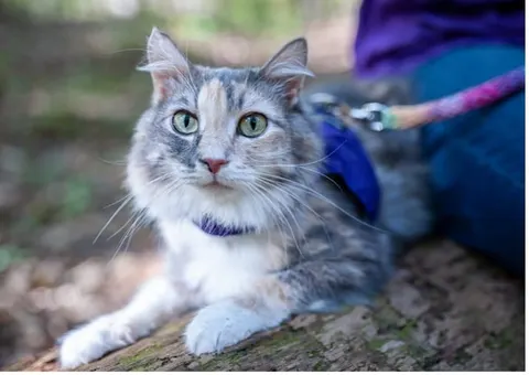Photo from Mission Meow's post "KittyCatGo"