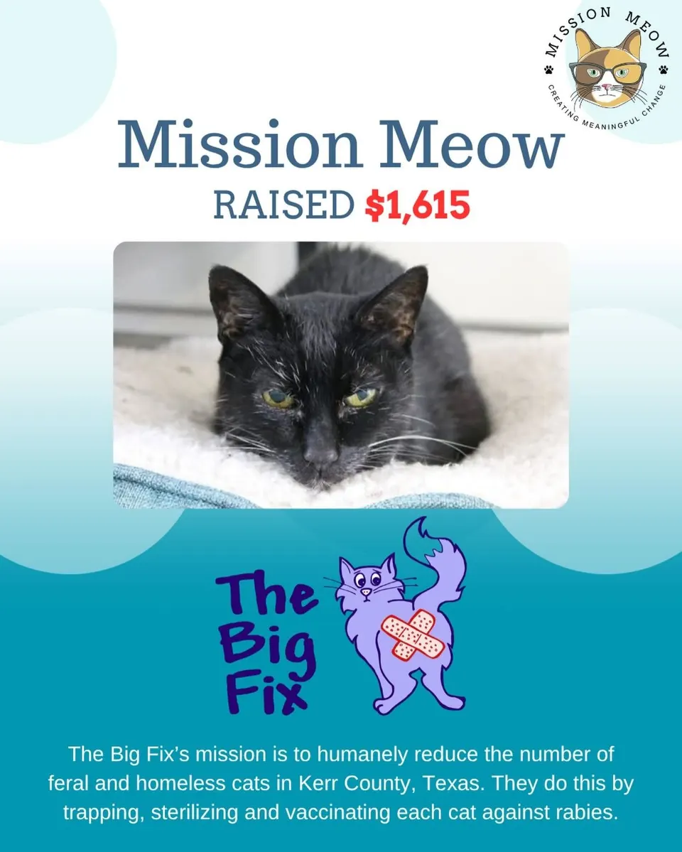 The Big Fix Cat Project's Mission Meow grant announcement