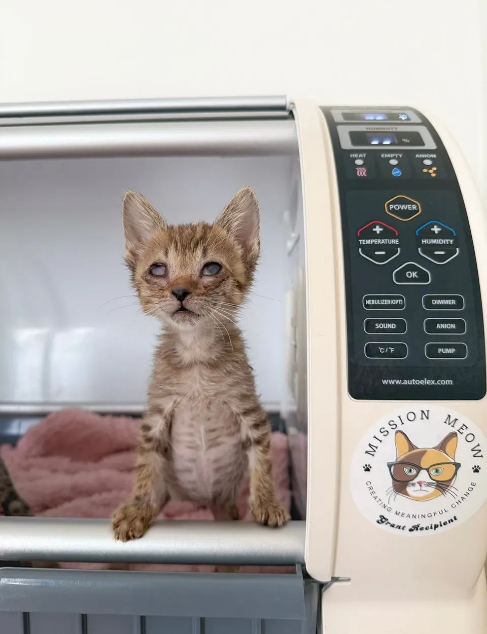 A tiny kitten inside an incubator with a Mission Meow sticker