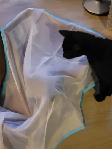 Photo from Mission Meow's post "Sheer Fun for Cats is Pure Fun"