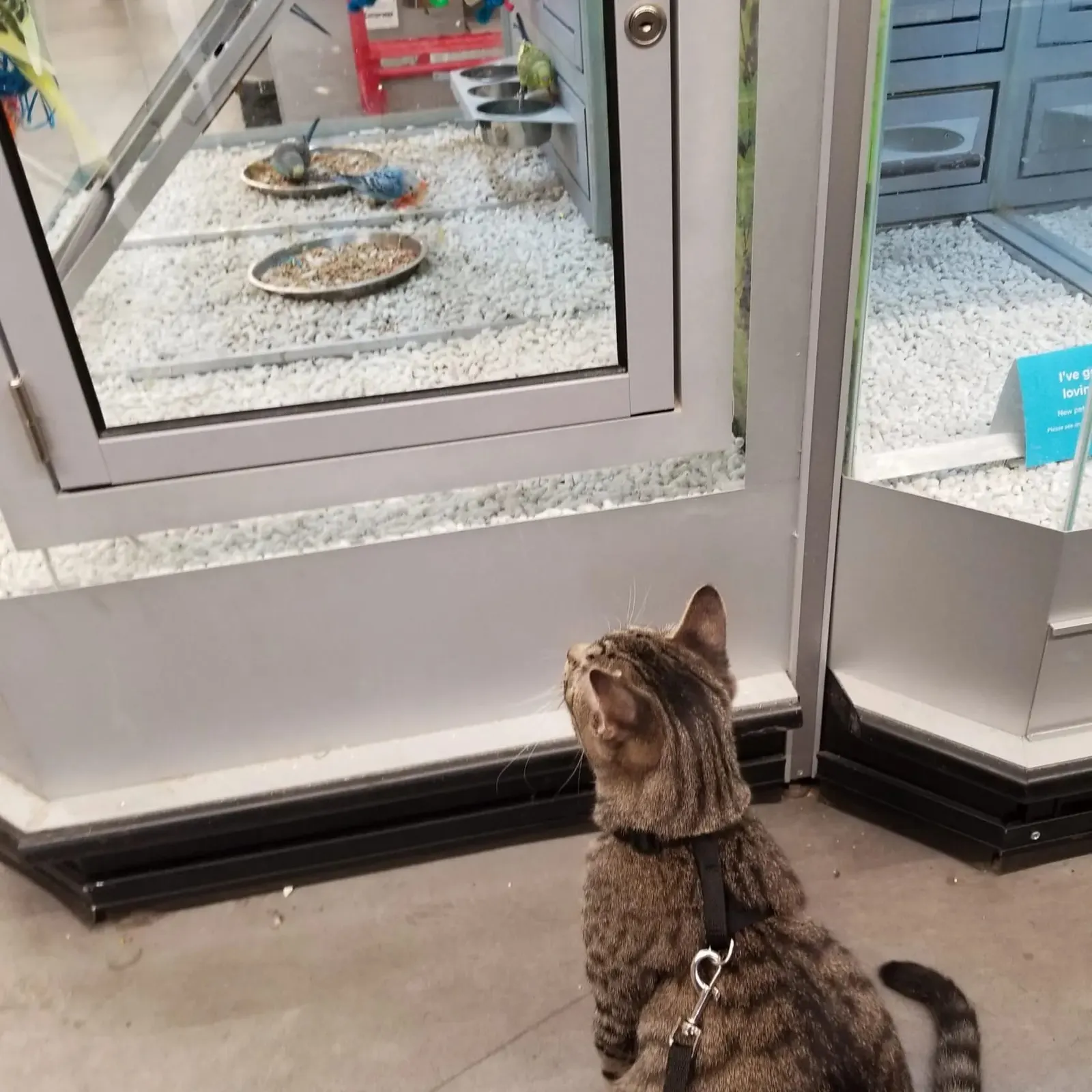 Photo from Mission Meow's post "The Crocheting Cat Behaviorist"