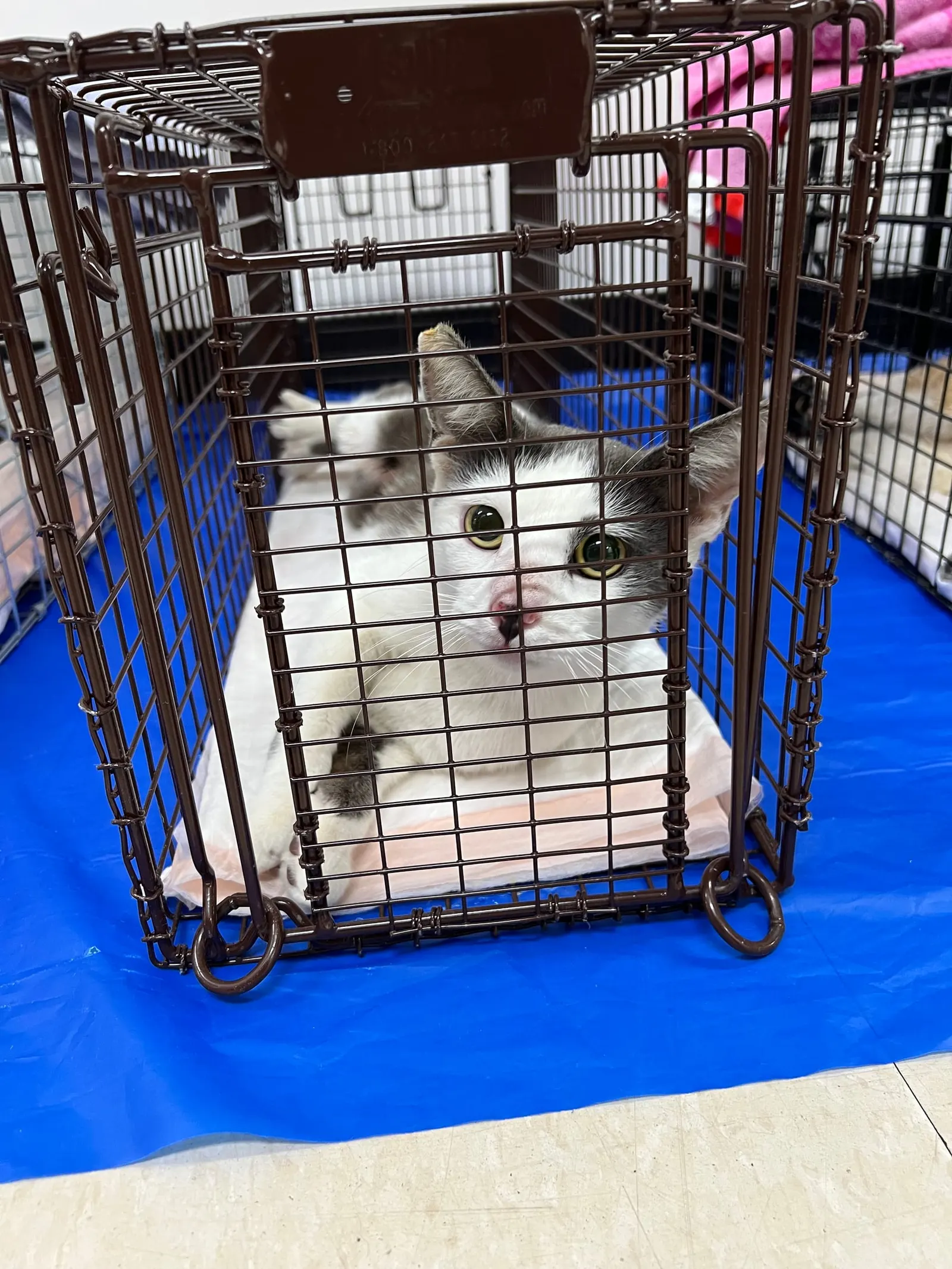 A white and gray cat inside a humane trap on a blue tarp