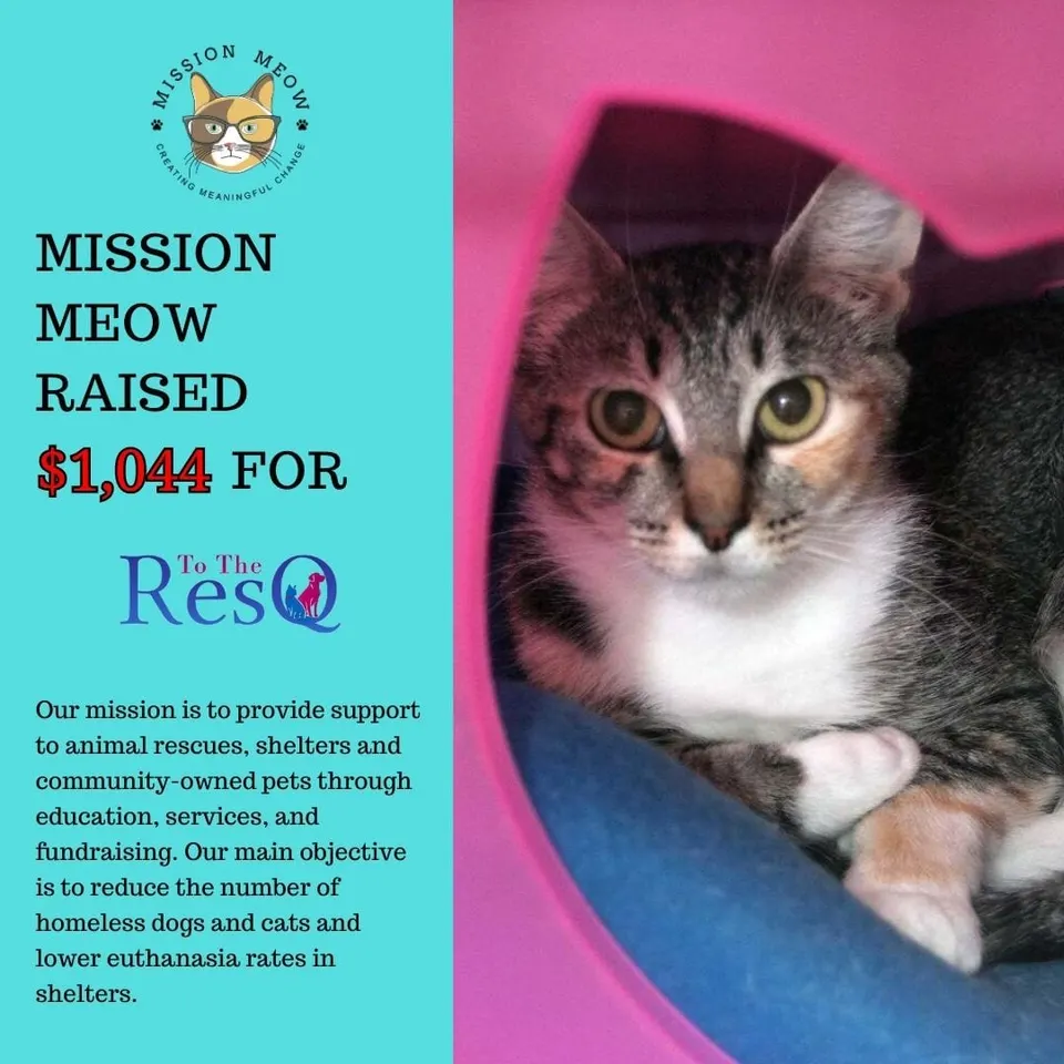 To The ResQ's Mission Meow grant announcement