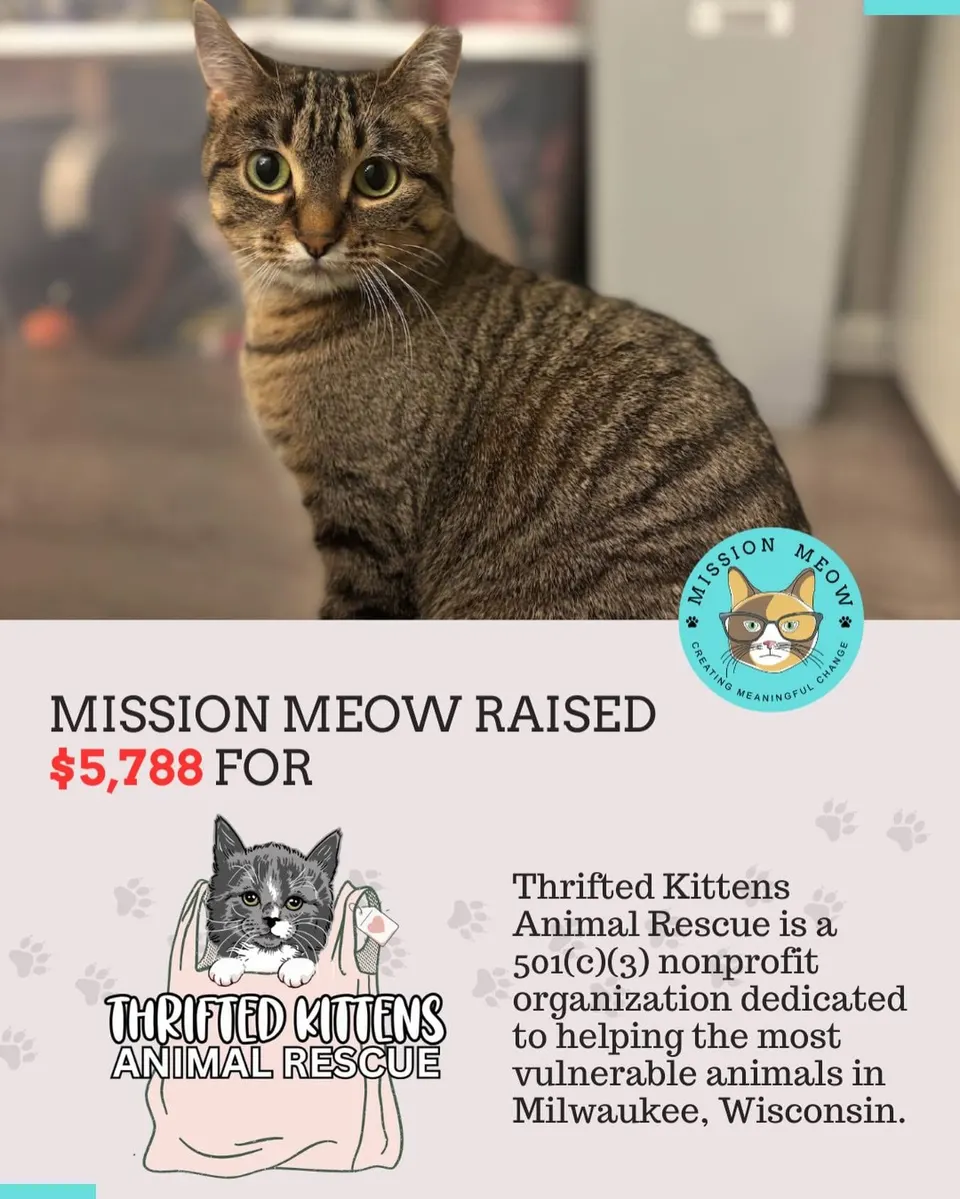 Thrifted Kittens Animal Rescue's Mission Meow grant announcement