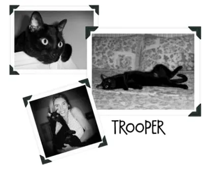 Photo from Mission Meow's post "Sheer Fun for Cats is Pure Fun"