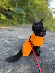 Photo from Mission Meow's post "KittyCatGo"