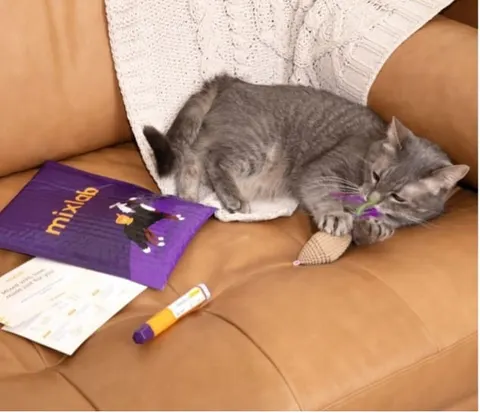 Photo from Mission Meow's post "Mixlab"